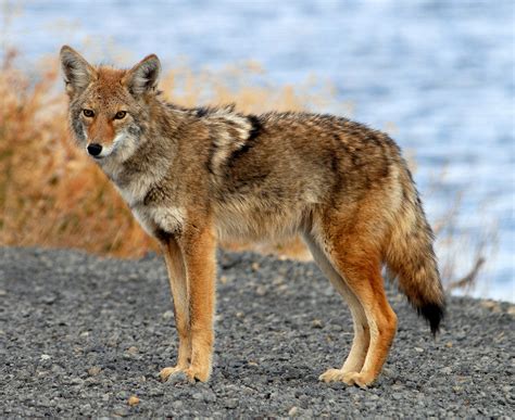 kayotes|6 Different Types of Coyote Species